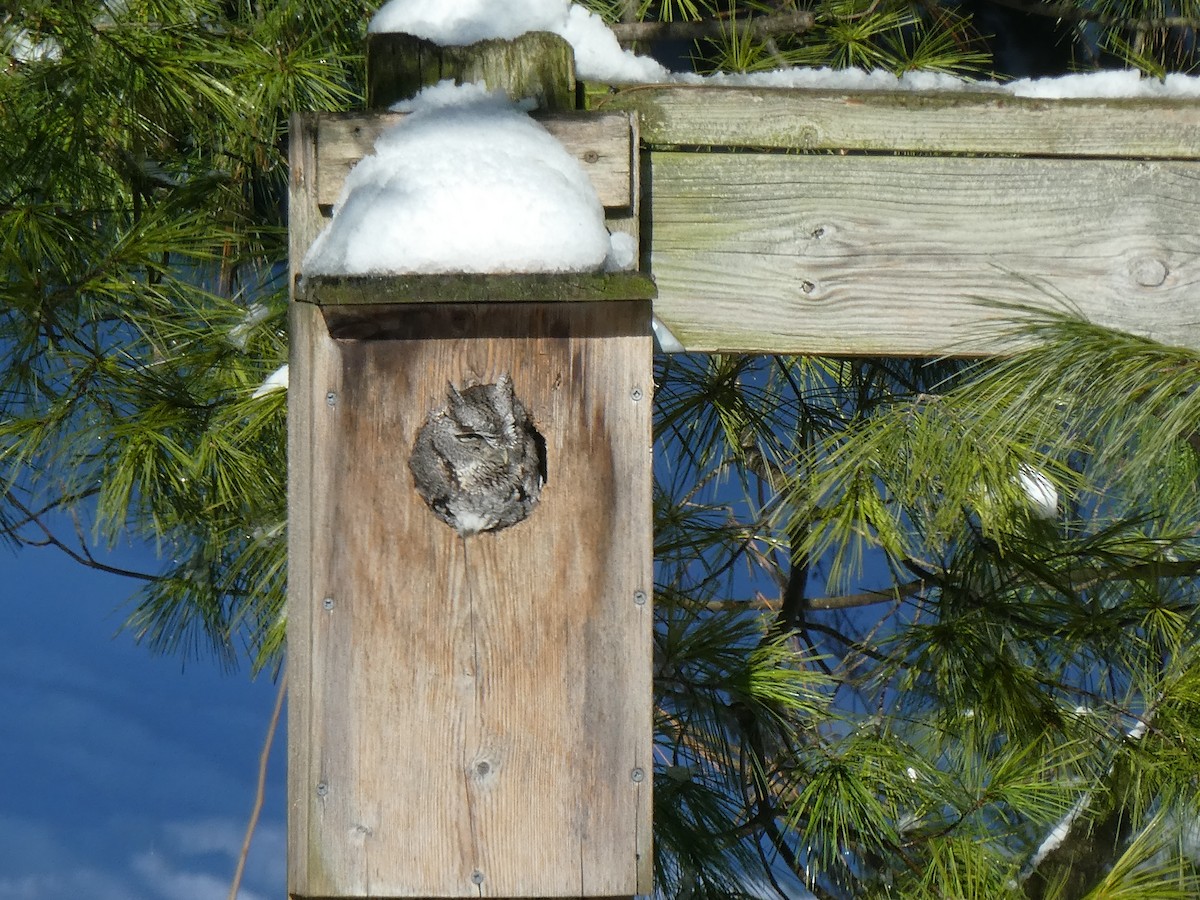 Eastern Screech-Owl - ML293194451