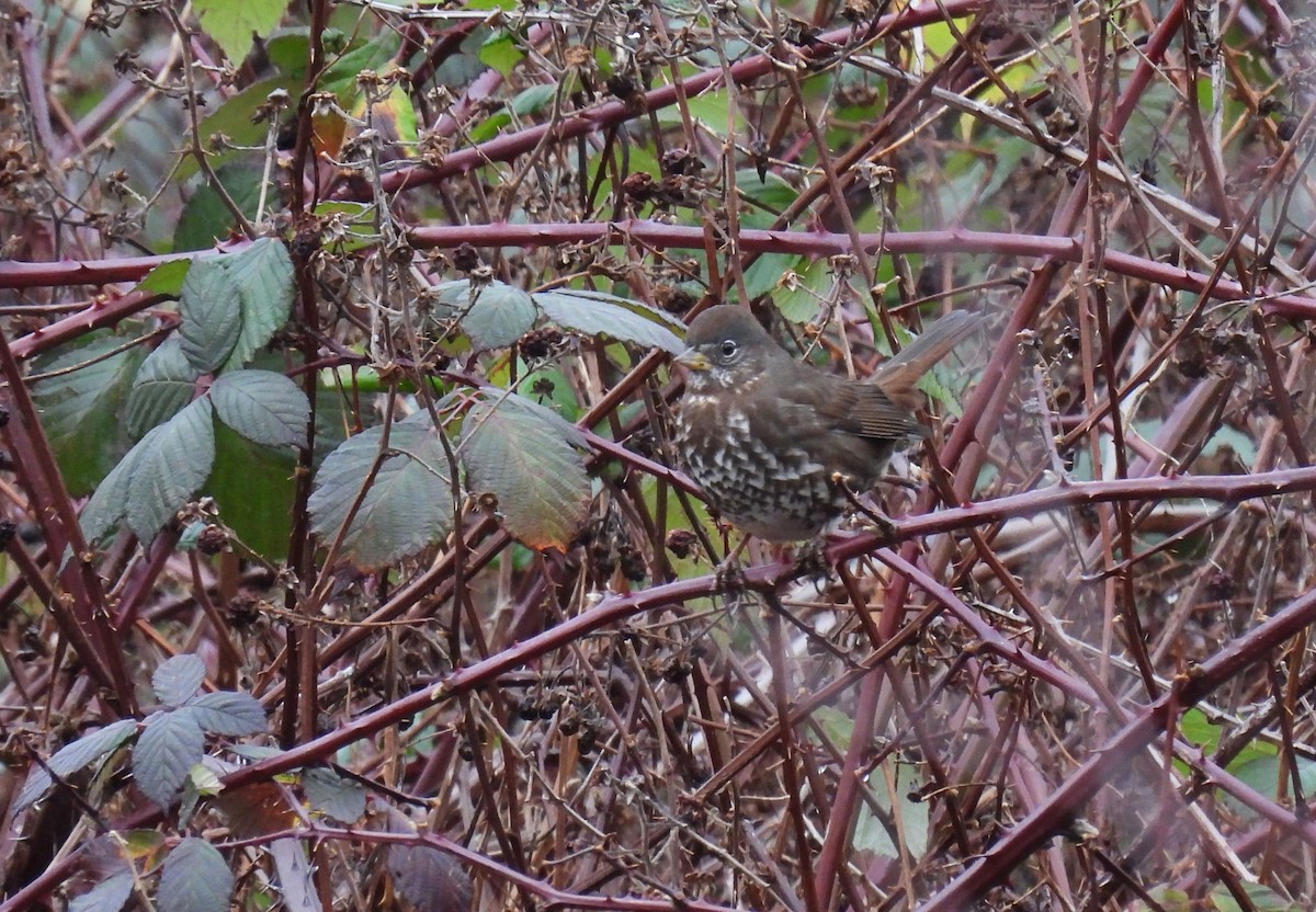 Fox Sparrow (Sooty) - ML293194491