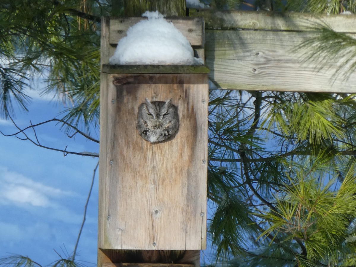 Eastern Screech-Owl - ML293194541