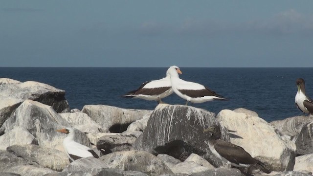 Nazca Booby - ML293195341