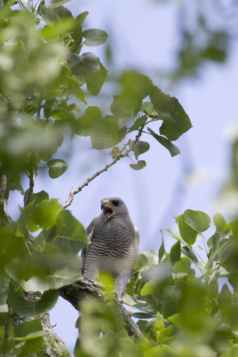 Gray Hawk - ML29319711