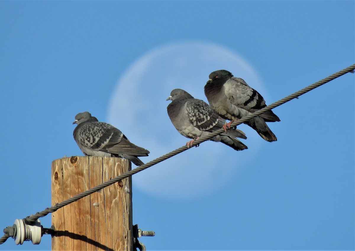 Rock Pigeon (Feral Pigeon) - Ricardo Barrios