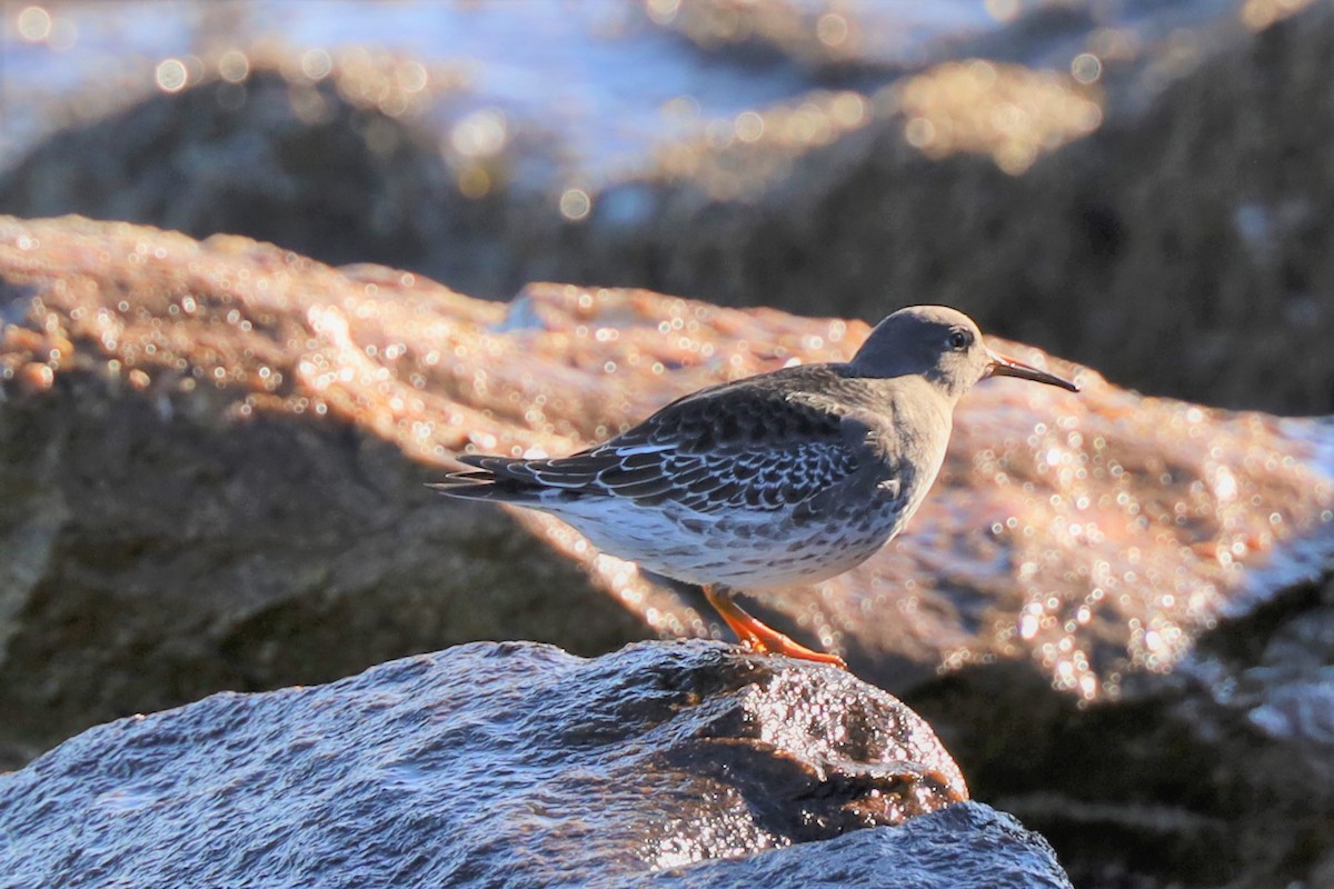 Purple Sandpiper - David Nelson