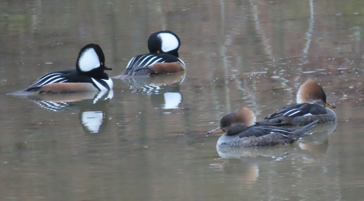 Hooded Merganser - ML293198381