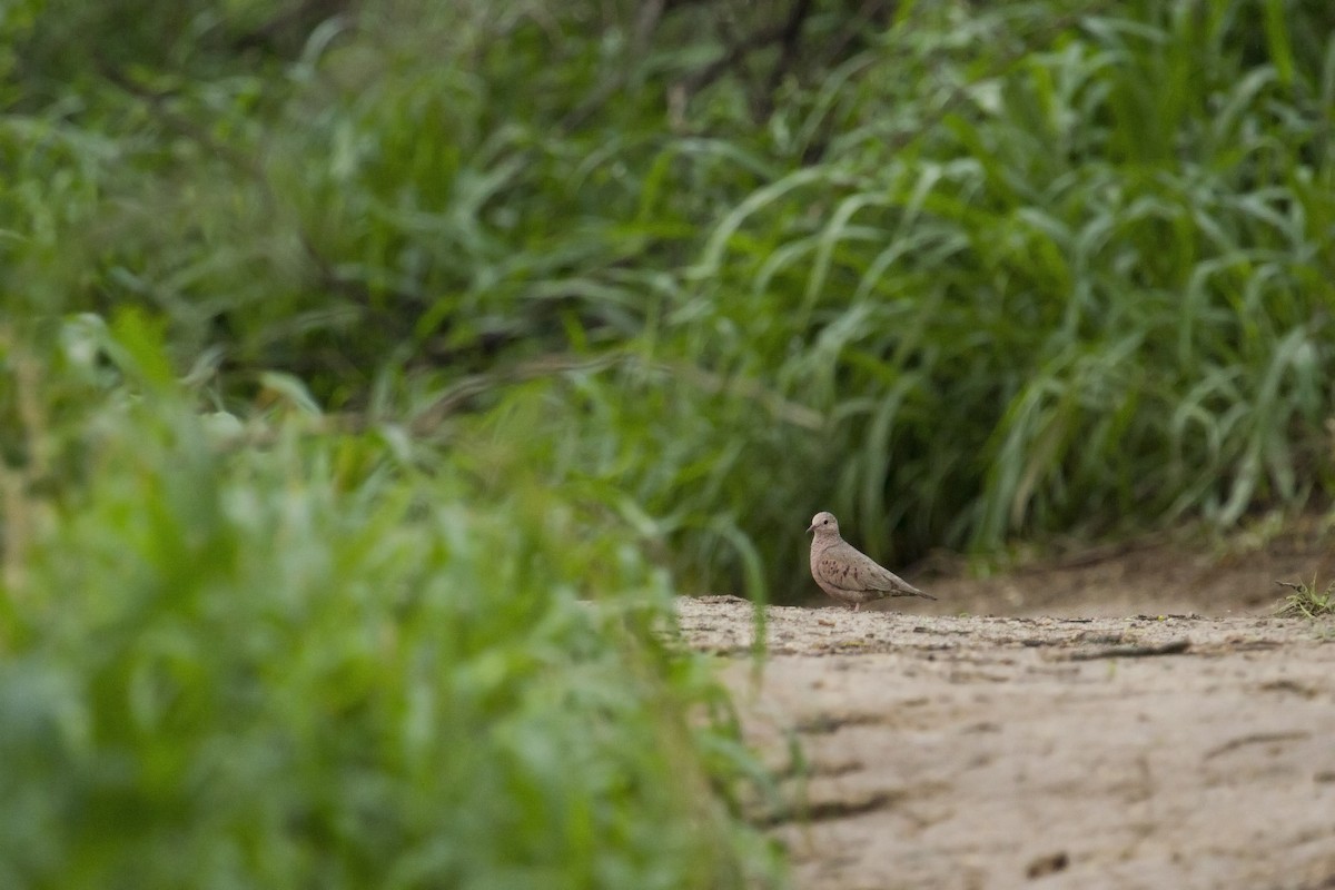 Common Ground Dove - Liam Wolff