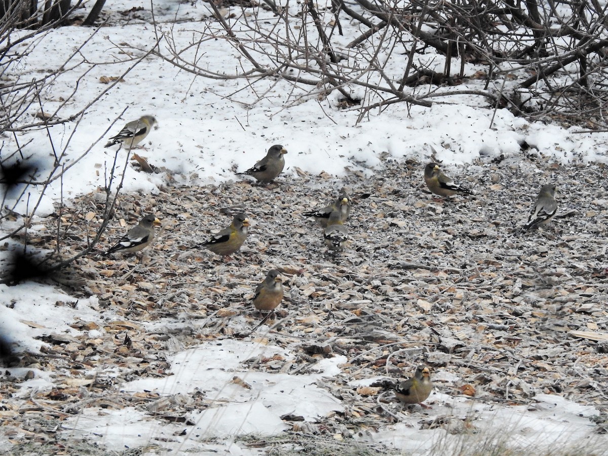 Evening Grosbeak - ellen horak