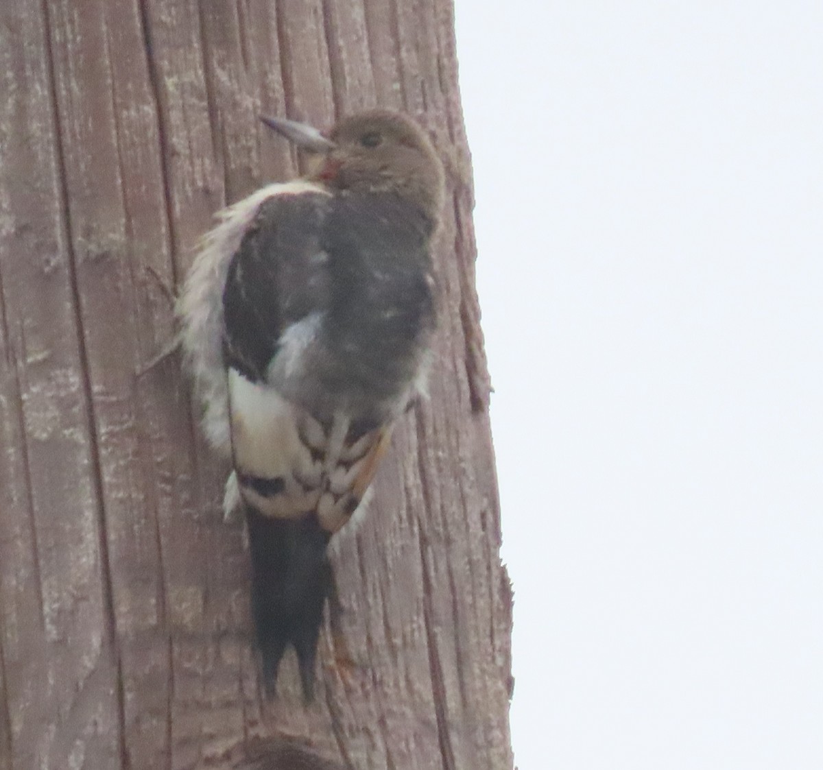 Red-headed Woodpecker - ML293199471