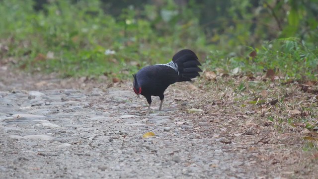 Faisan leucomèle - ML293201151