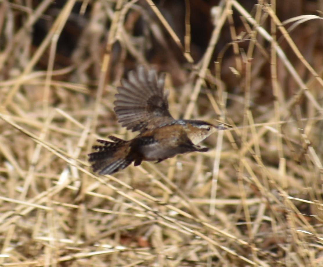Marsh Wren - ML293202111