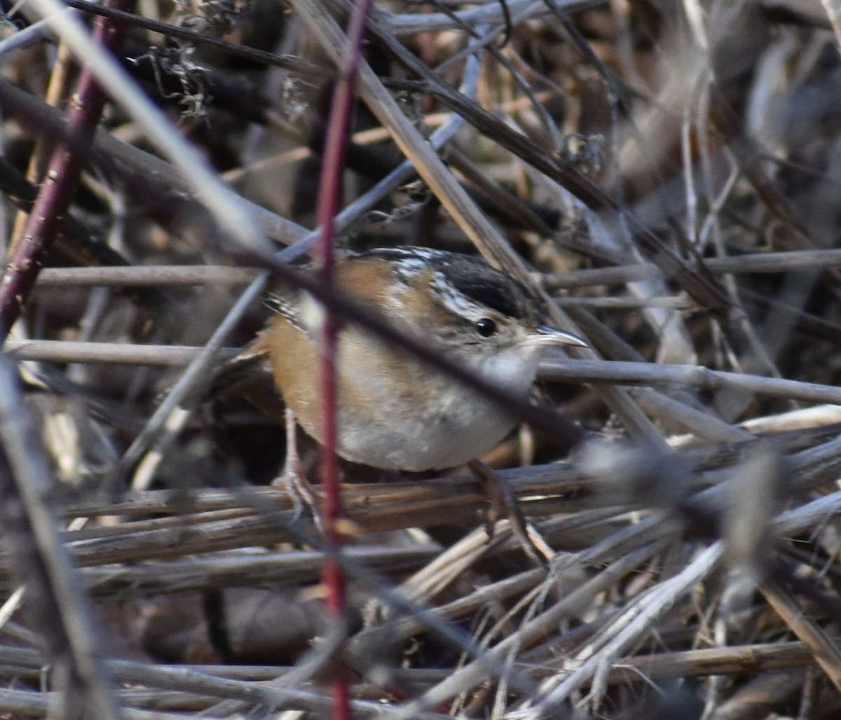 Marsh Wren - ML293202121