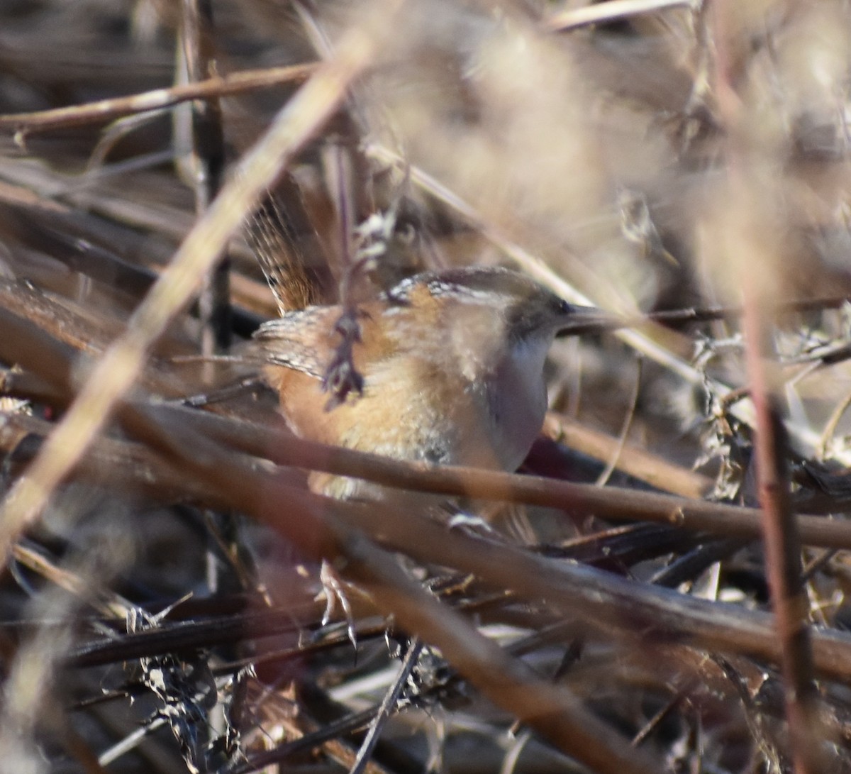 Marsh Wren - ML293202141