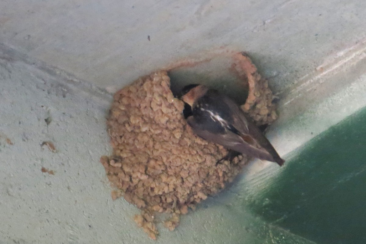 Cave Swallow (Texas) - ML29320291
