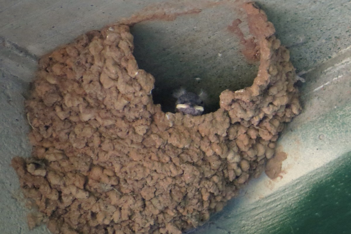 Cave Swallow (Texas) - ML29320301
