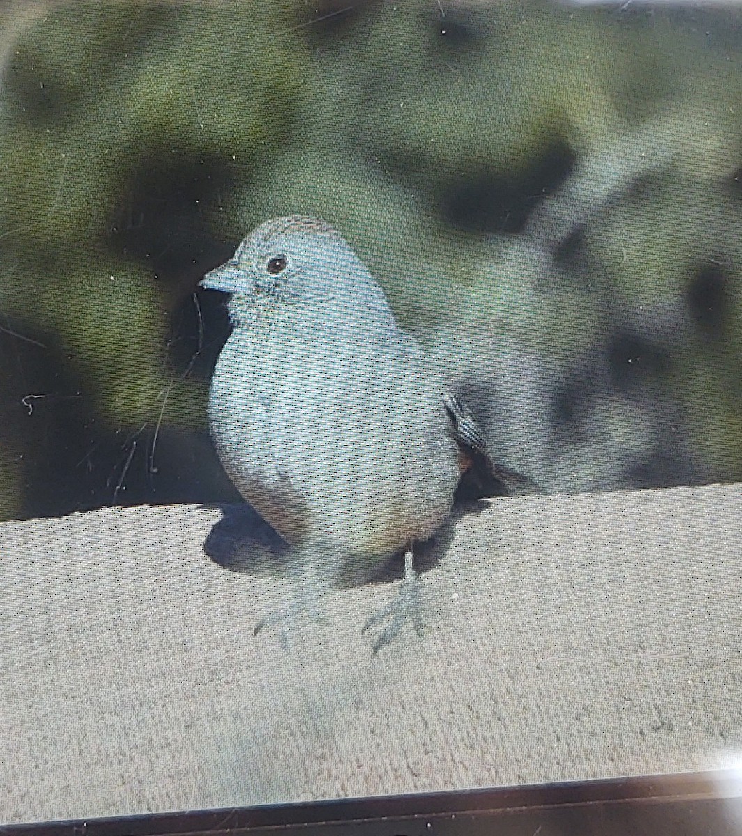 Canyon Towhee - ML293204311