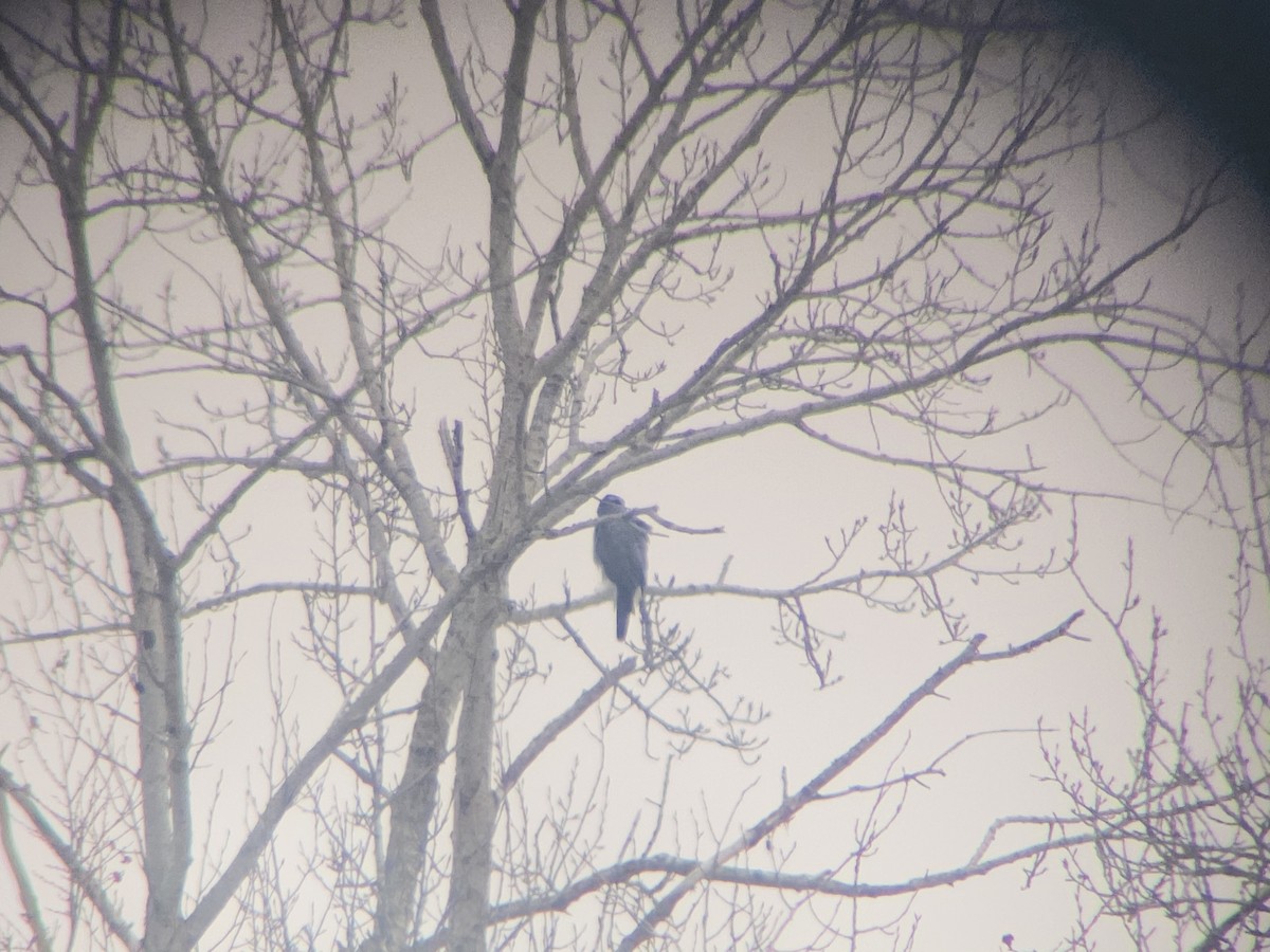 American Goshawk - ML293206041