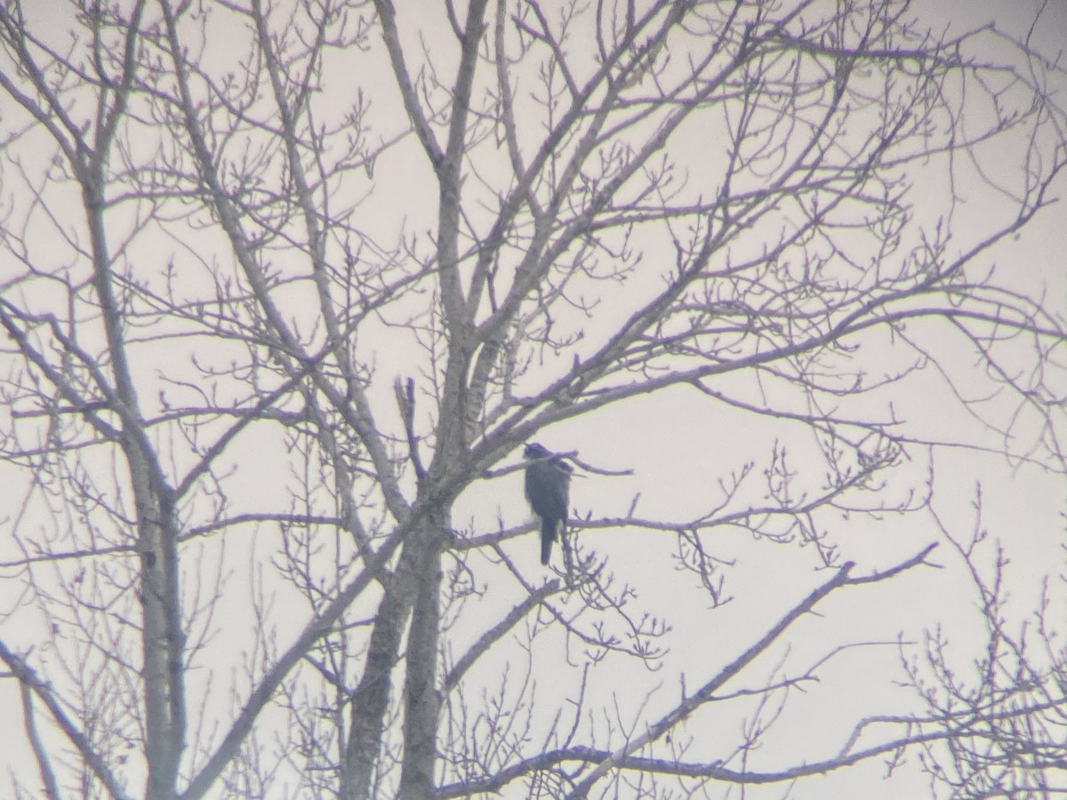 American Goshawk - ML293206061