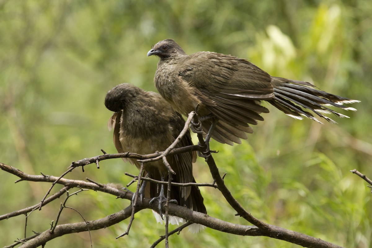 Plain Chachalaca - ML29320611