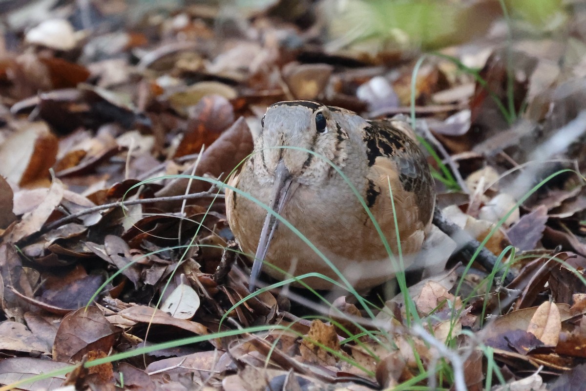 American Woodcock - Arman Moreno