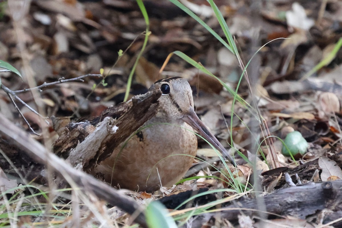 American Woodcock - Arman Moreno