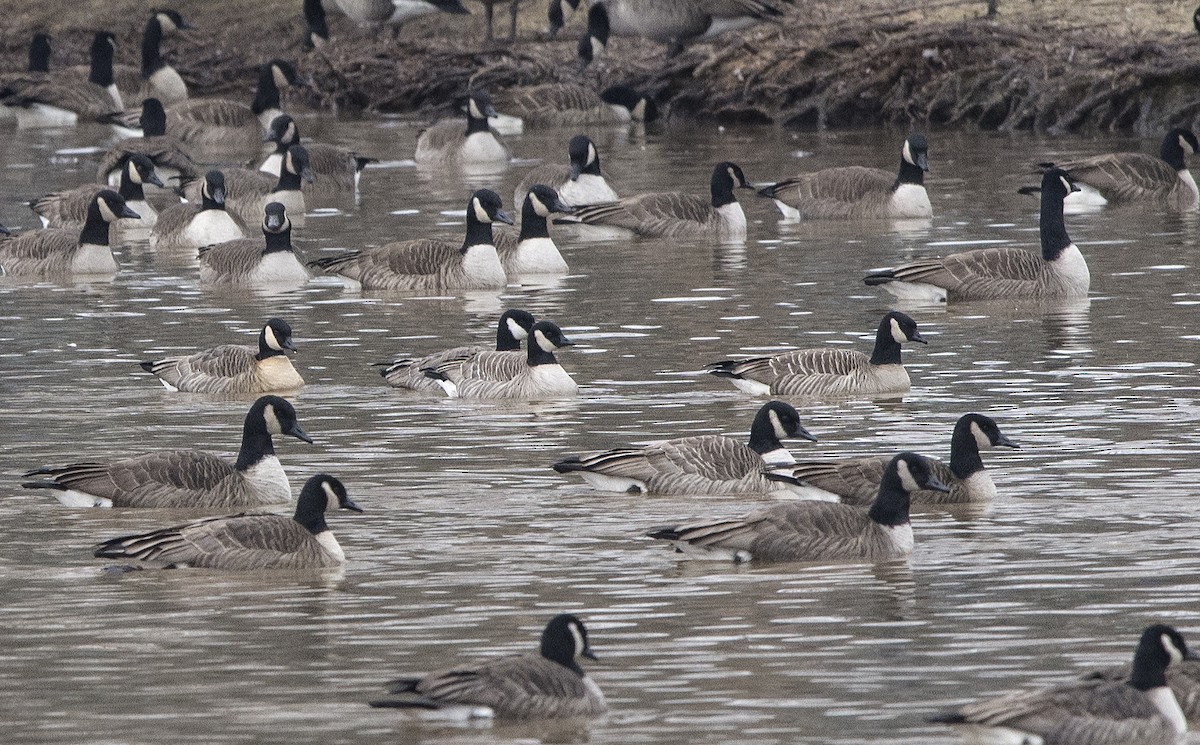 Cackling Goose - Willie D'Anna