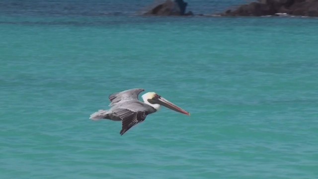 Brown Pelican (Galapagos) - ML293207531