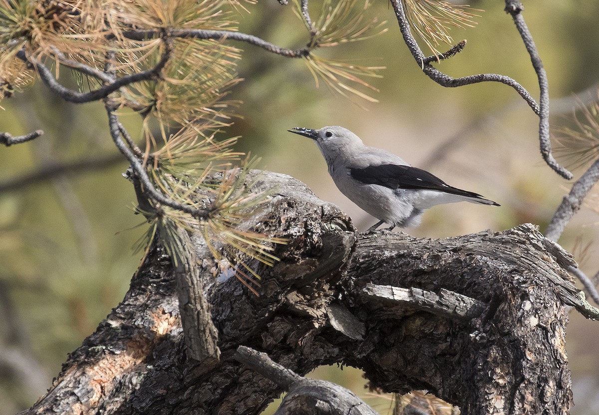 Clark's Nutcracker - ML293210471