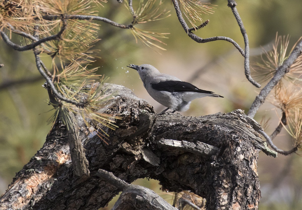 Clark's Nutcracker - ML293210481