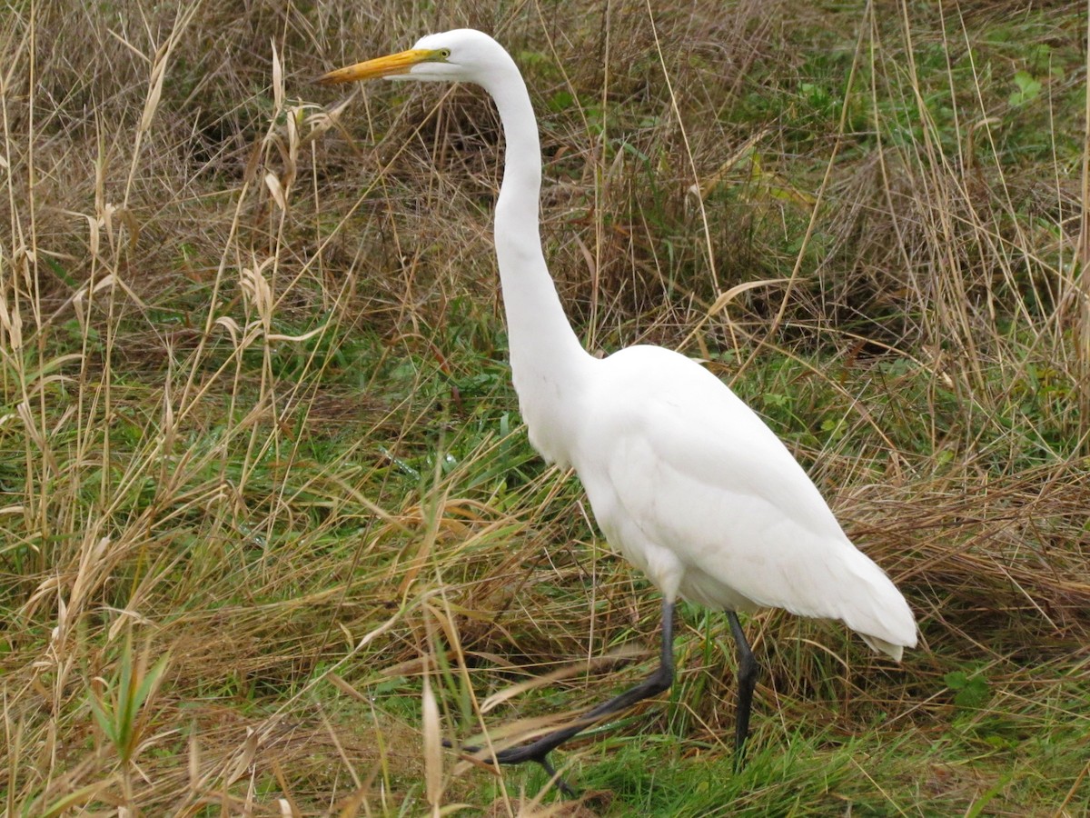 Great Egret - ML293210971