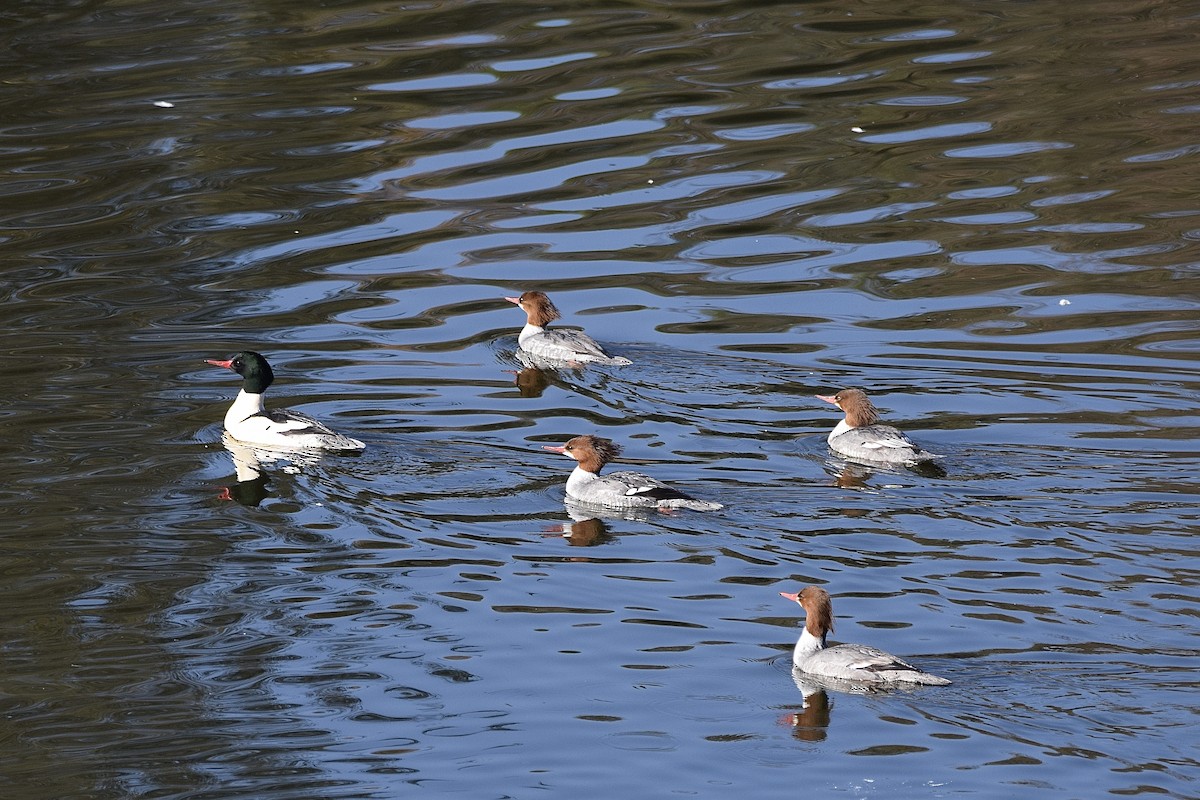 Common Merganser - Carolyn Harris