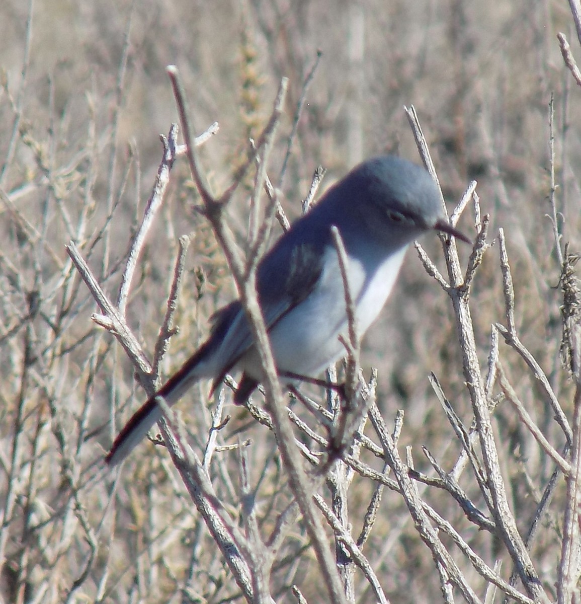 Blue-gray Gnatcatcher - ML293215251