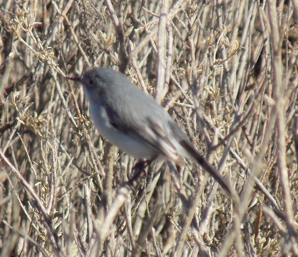 Blue-gray Gnatcatcher - ML293215261