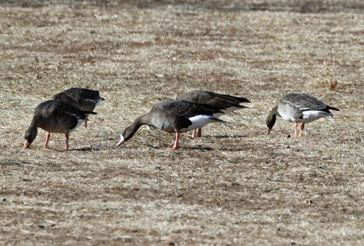 Greater White-fronted Goose - ML293215901