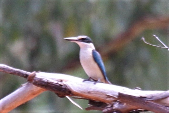 Sacred Kingfisher - ML293216271