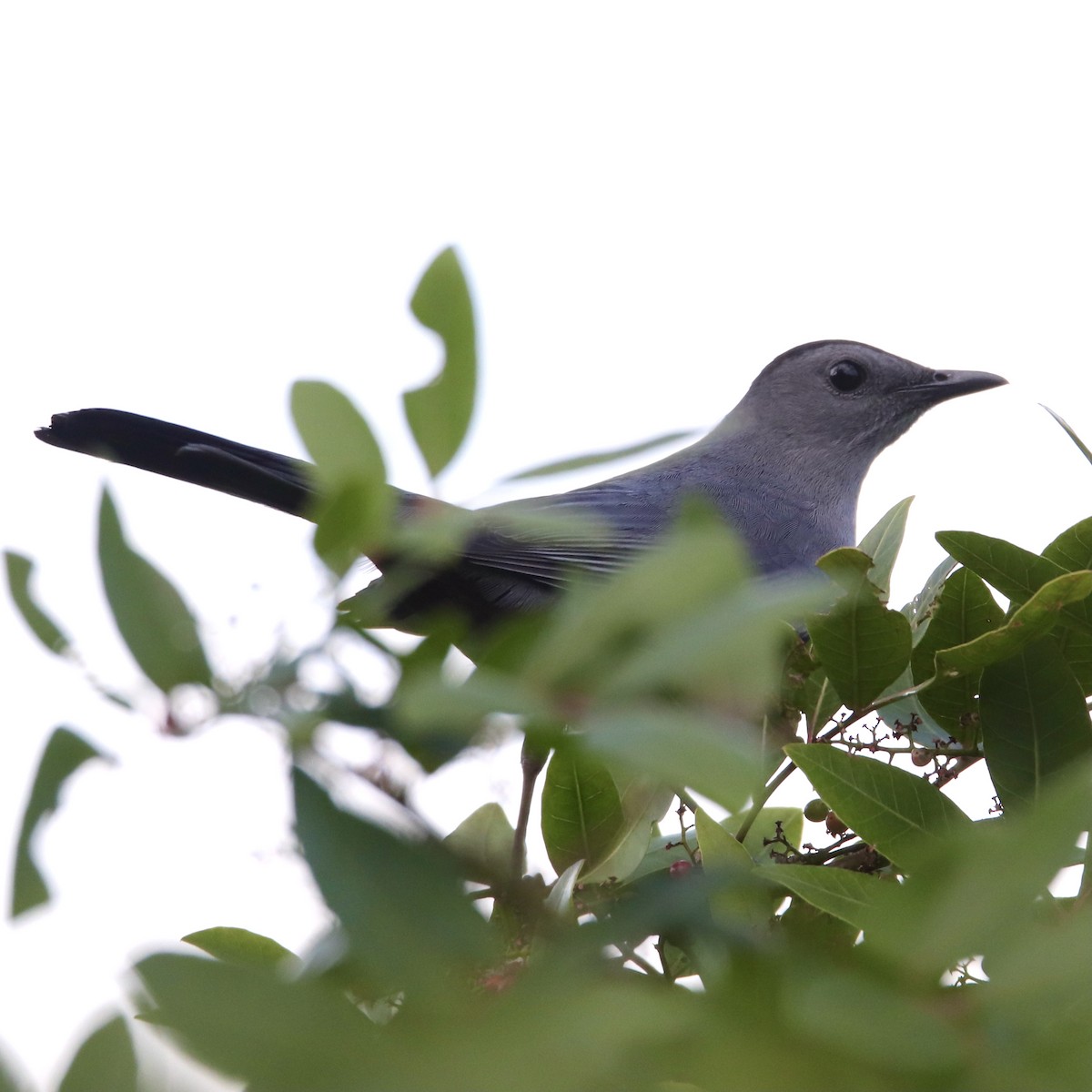 Gray Catbird - ML293216291