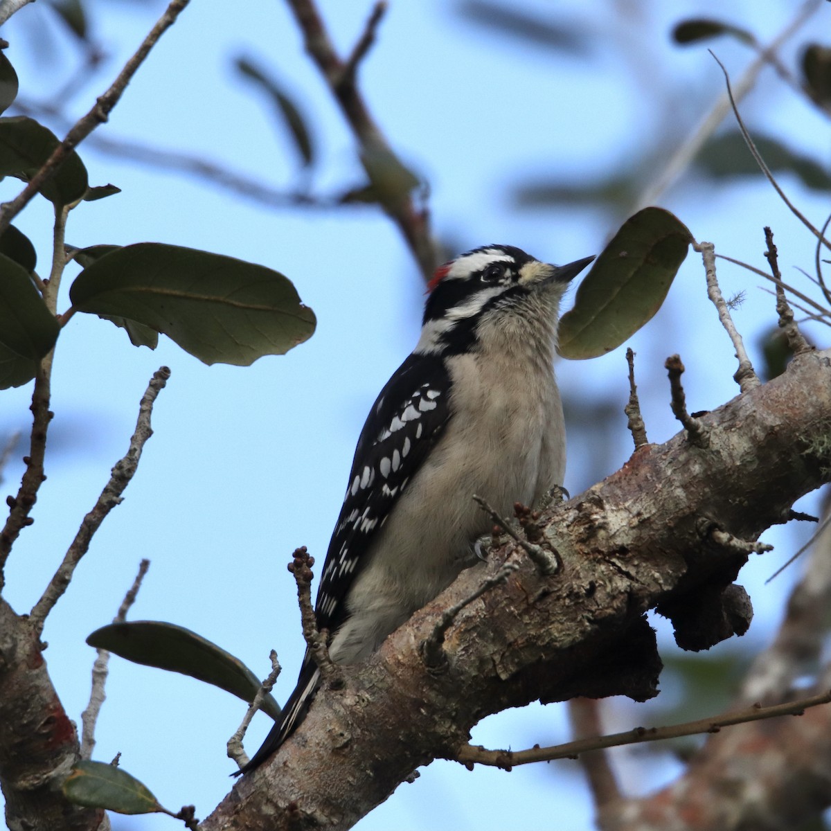 Downy Woodpecker - ML293216521