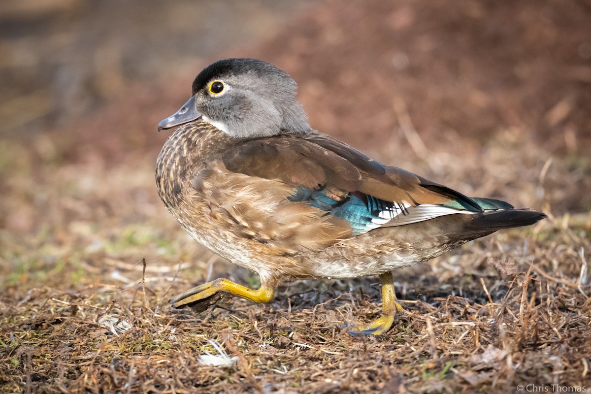 Wood Duck - ML293217451