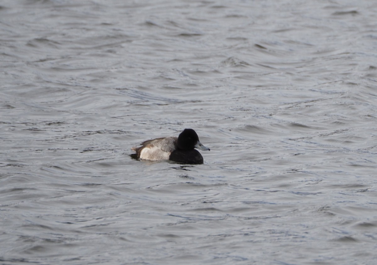 Lesser Scaup - ML293217751