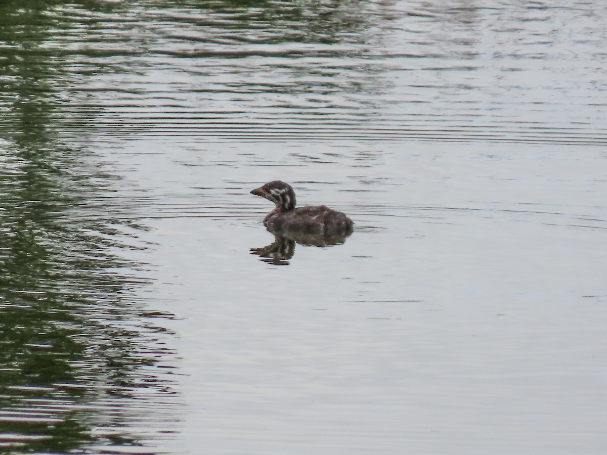 Pied-billed Grebe - ML293218851