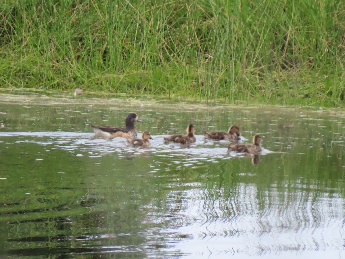 Chiloe Wigeon - ML293218861