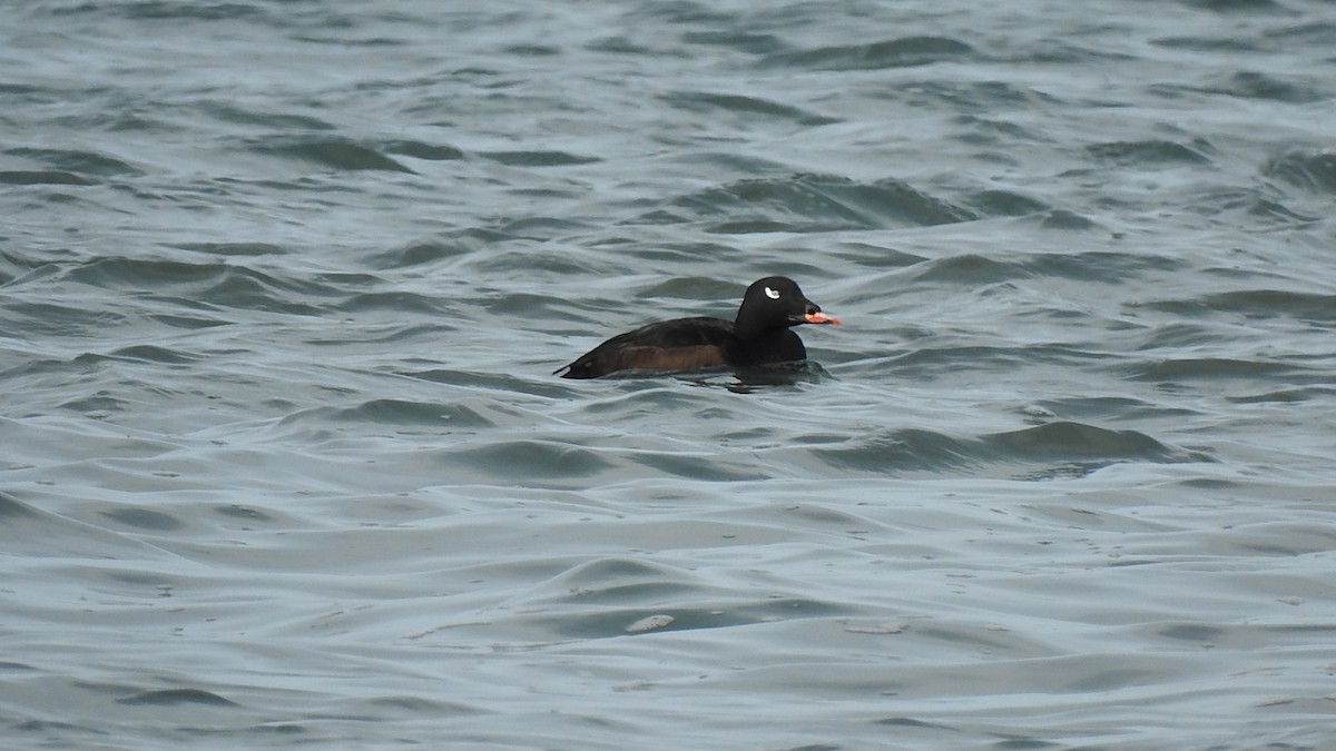 White-winged Scoter - ML293219051