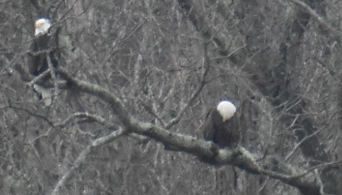 Bald Eagle - ML293219511