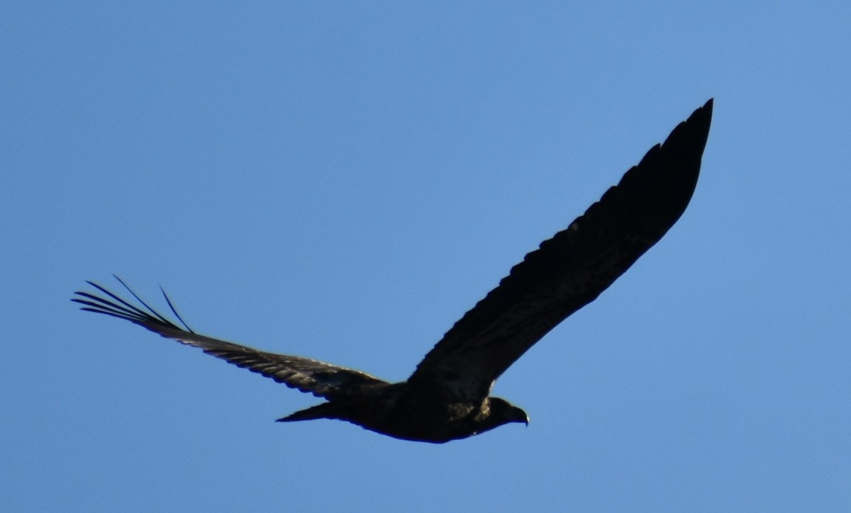 Bald Eagle - ML293219571