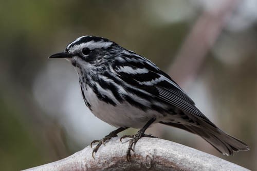 Black-and-white Warbler - ML29321991