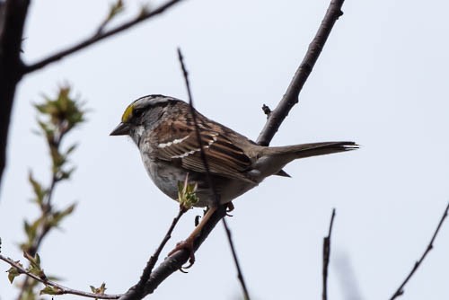 White-throated Sparrow - ML29322001