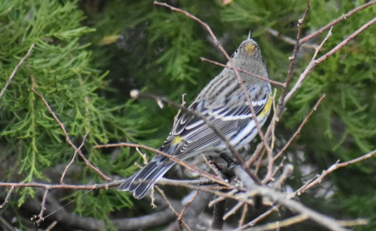 Yellow-rumped Warbler - ML293221461