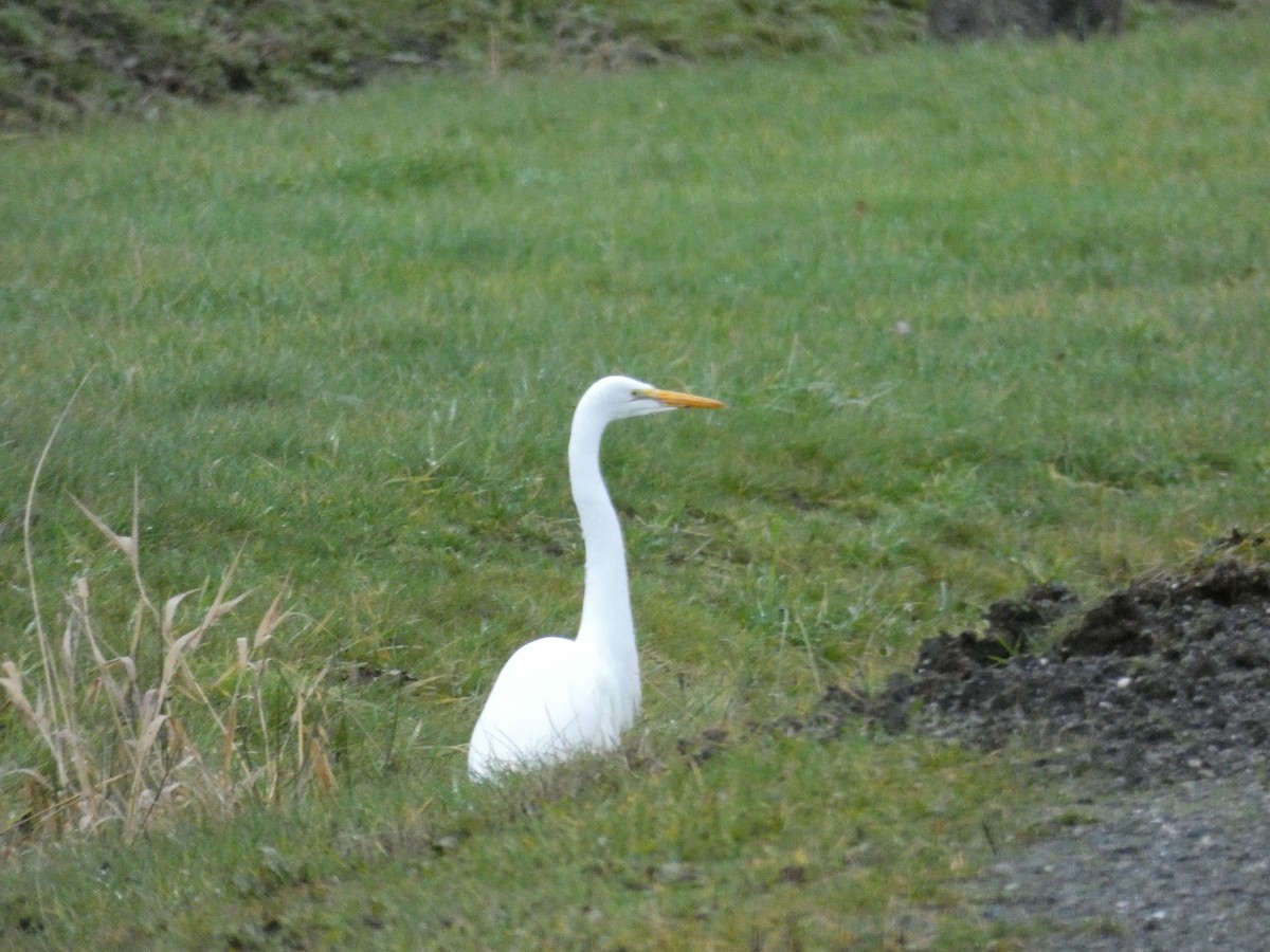 Great Egret - ML293221661