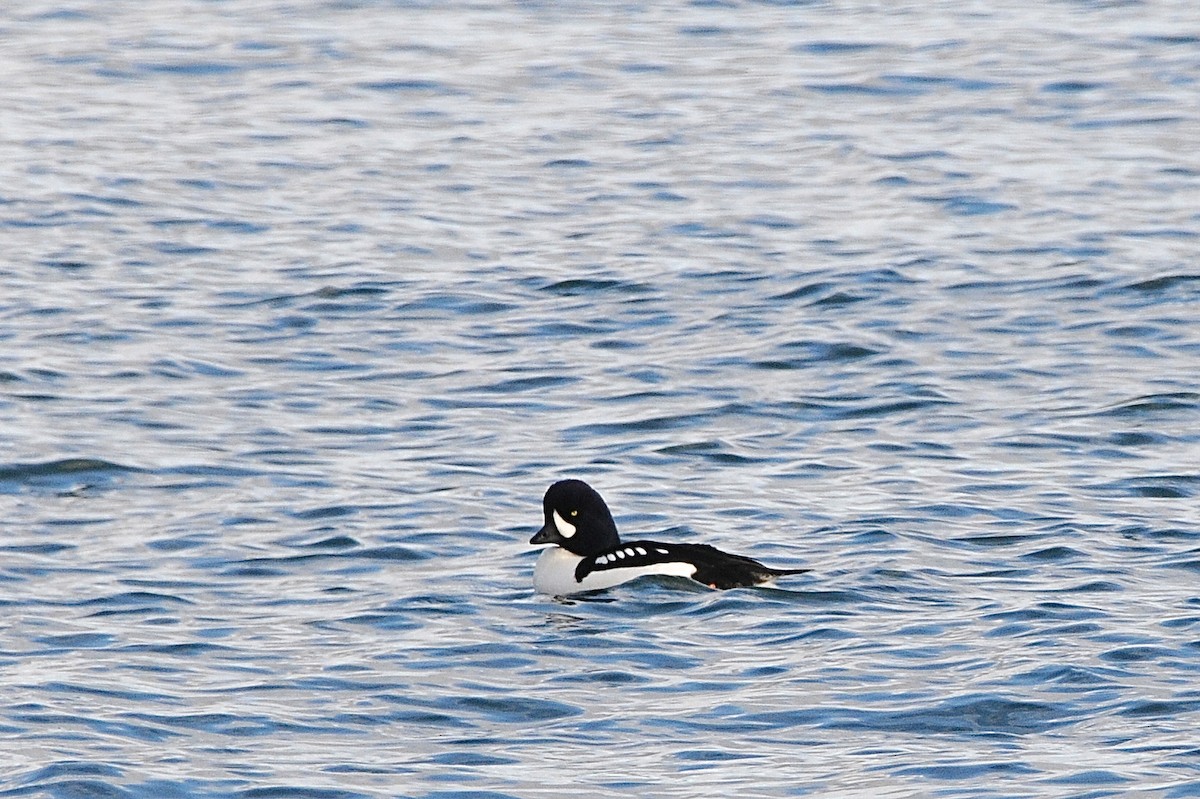 Barrow's Goldeneye - ML293224241