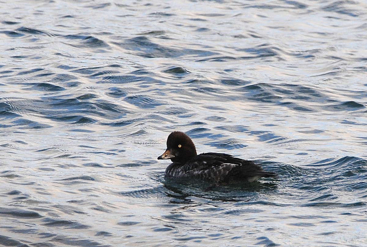 Barrow's Goldeneye - ML293224261