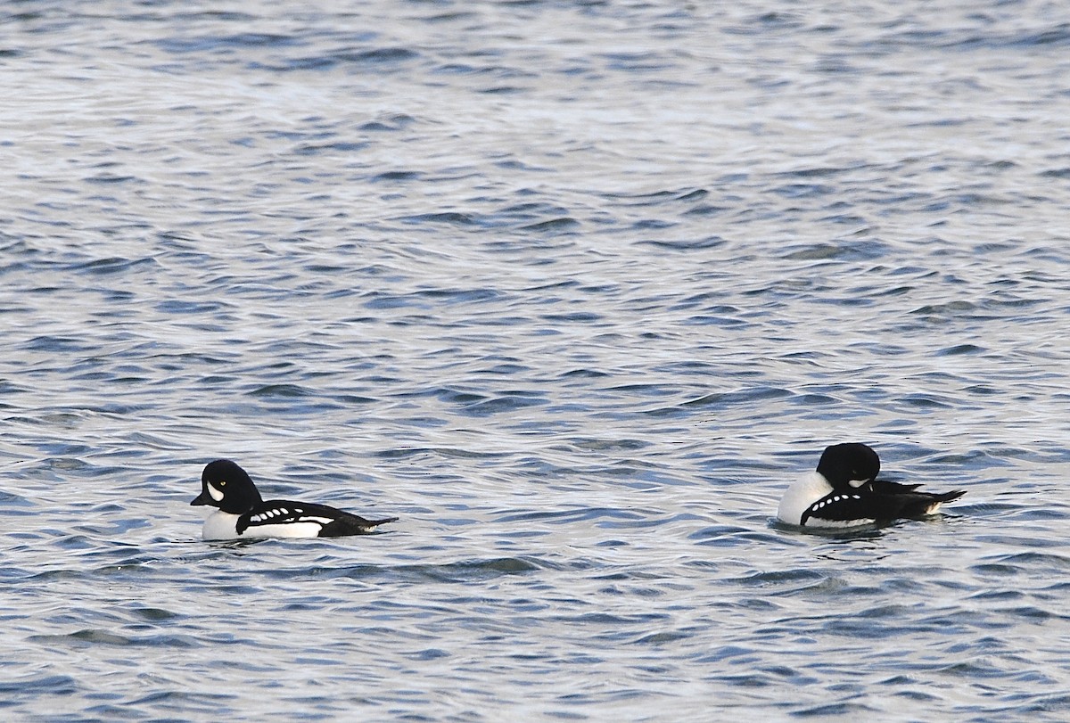 Barrow's Goldeneye - ML293224281