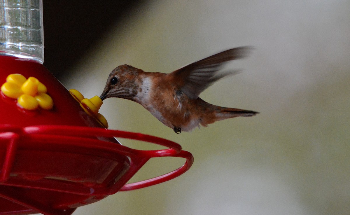 Rufous Hummingbird - Rhonda Townsend